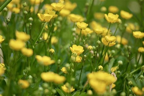Buttercup Sharp - Free photo on Pixabay