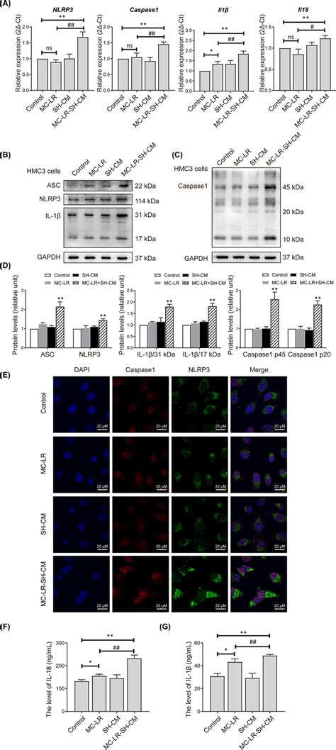 Nlrp Inflammasome Activated In Hmc Cells A The Mrna Expression