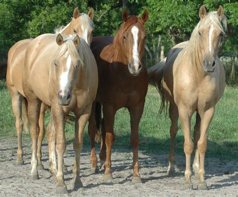 Home - Palomino Horse Breeders Association