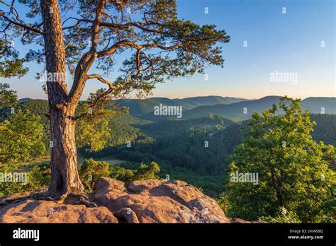 Lembach Castillo De Fleckenstein En La Reserva De La Biosfera Bosque