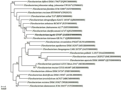 Phylogenomic Tree Of Strain Gn T And Closely Related Strains Based On