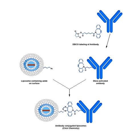 Immunodox®-Azide (PEGylated) - Encapsula NanoSciences- Manufacturer of ...