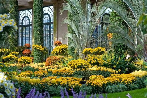 Flores Colores Y Muchos Crisantemos En El Chrysanthemum Festival