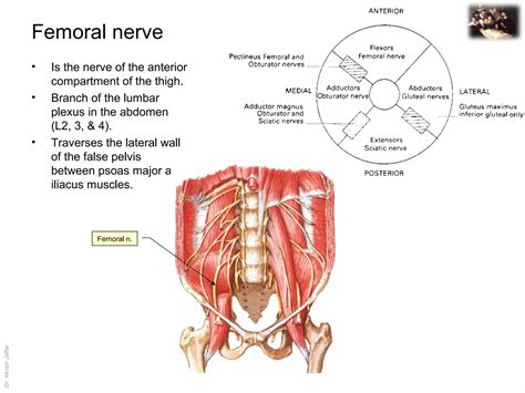 Applied anatomy femoral nerve injury | PPT