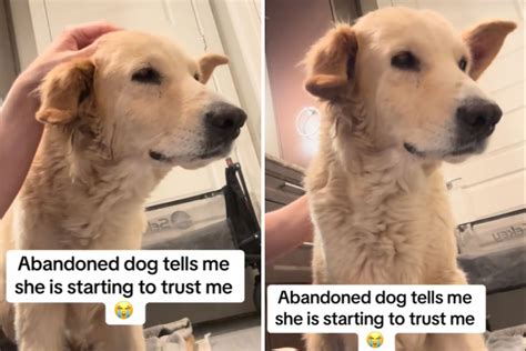 Moment Frightened Abandoned Dog Learns To Trust Foster Mom I Cried