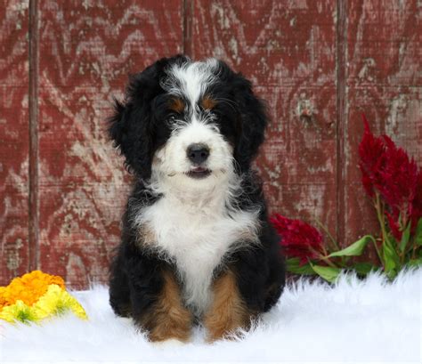 Mini Bernedoodle For Sale Fredericksburg Oh Female Charlotte Ac Puppies Llc