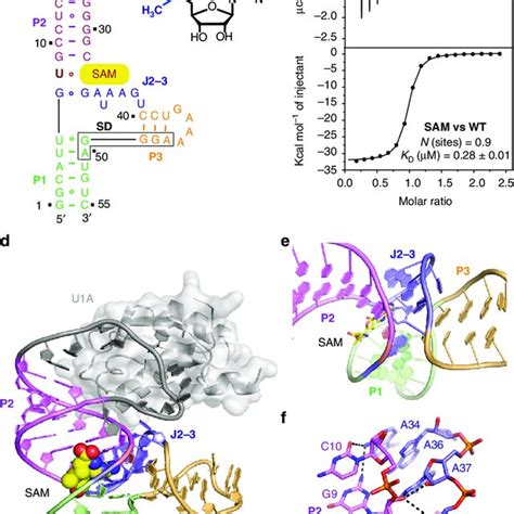 Secondary And Tertiary Structure Of The B Angulatum Sam Vi Riboswitch