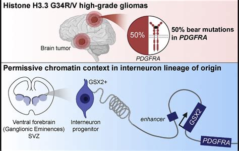 Actualit S Scientifiques M Dicales Cell Interneurone Gliome