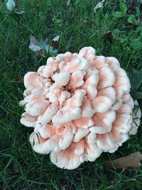 White Chicken Of The Woods