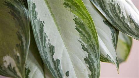 Aglaonema Varieties