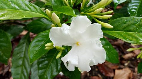 Double Crepe Jasmine Or Pinwheel Jasmine Richard Lyons Nursery Inc