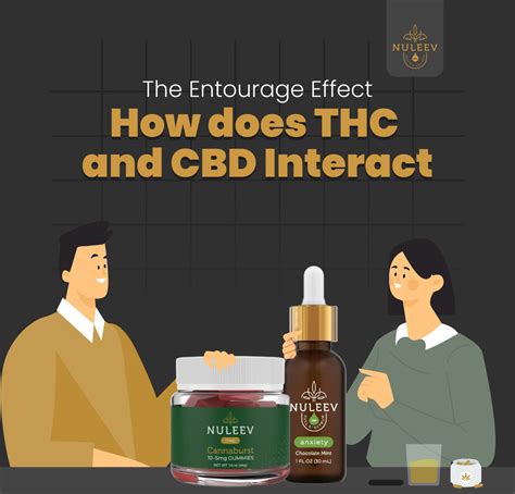 The Entourage Effect How Does Thc And Cbd Interact Nuleev