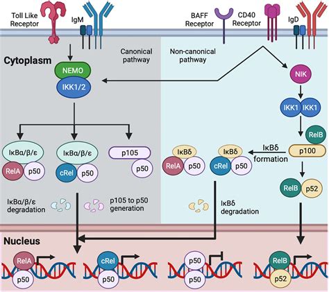 Frontiers The Nfκb Signaling System In The Generation Of B Cell Subsets From Germinal Center