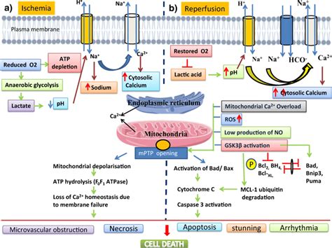 Ischemia Reperfusion Injury A Ischemia Induces Inhibition Of