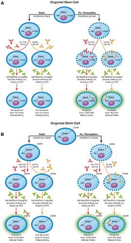 Characterization Of Oogonial Stem Cells In Adult Mouse Ovaries With Age