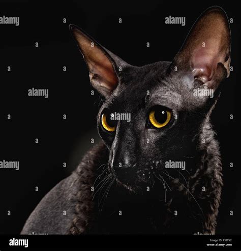 Black Cornish Rex Cat Stock Photo Alamy