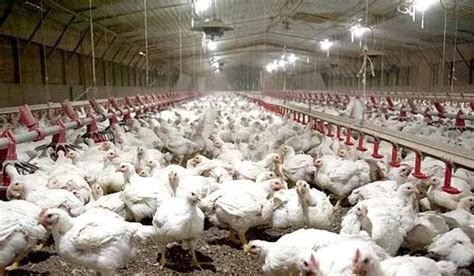 USDA Confirms Highly Pathogenic Avian Influenza In Tennessee