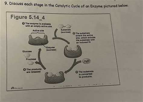 Solved Discuss Each Stage In The Catalytic Cycle Of An Chegg