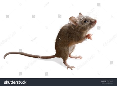 Closeup Small Mouse Stands On Hind Stock Photo 752911999 Shutterstock