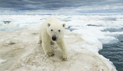 La lista crece 10 animales en peligro de extinción por cambio