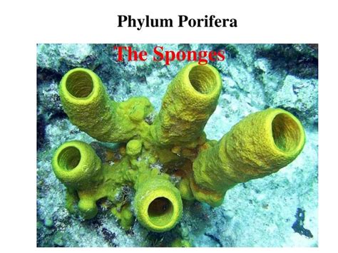 Ppt Phylum Porifera Presentation Powerpoint Presentation Free