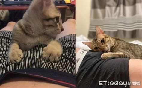 小色貓猛鑽雙腿！下秒伸掌緊抱「人體逗貓棒」 爸抖：求你別出爪 Ettoday寵物雲 Ettoday新聞雲