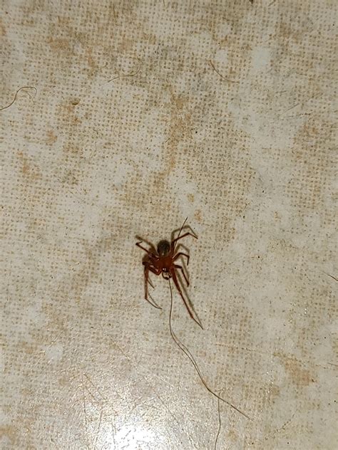 ID REQUEST: Is this a Loxosceles? I found it near where my dog sleeps ...