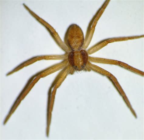 Very Tiny Spider With Eight Legs And Eight Eyes Using A Pa Flickr