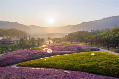 The Sun Is Setting Over Lavender Fields In Front Of Some Hills And