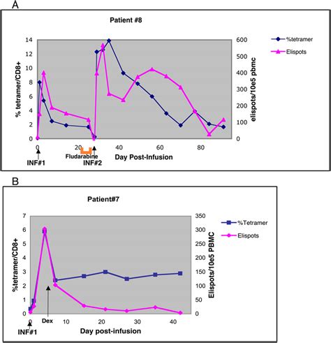 A In Vivo Persistence Of Ctl Clones As Measured By Tetramer Cd8 T