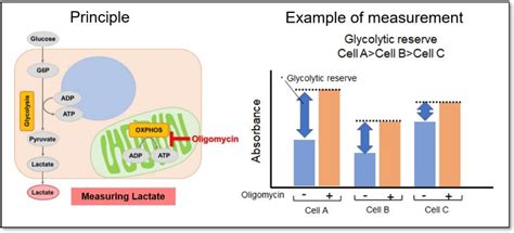 Glycolysis Oxidative Phosphorylation Assay Glycolysis OXPHOS Assay Kit