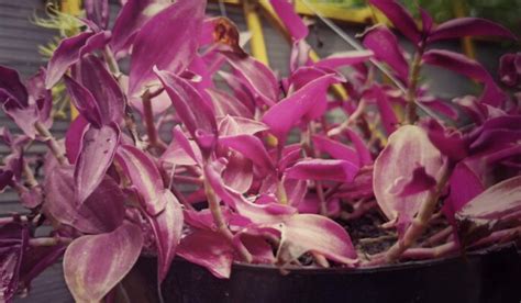 Zebra Plant Facts How To Take Care Of Your Plant