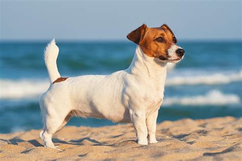 10 Jack Russell Terrier Pros And Cons Get To Know Them Better Hepper