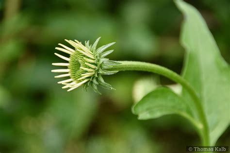 Echinacea Green Juwel Urzeitwald Waldhilsbach