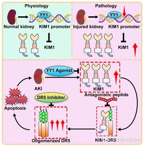 Nat Commun︱武汉大学郑凌华中科技大学黄昆课题组联合发现肾脏yy1 Kim1 Dr5轴调控急性肾损伤进展 知乎