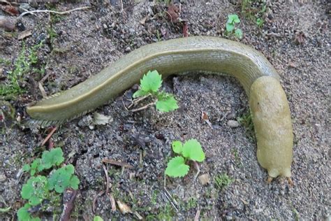 Banana Slugwashington State Sequim Washington Al Tuttle Flickr