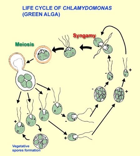 Kingdom Protista Life Cycles Flashcards Quizlet