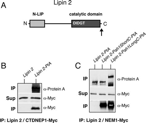 Regulation Of Lipid Droplet And Membrane Biogenesis By The Acidic Tail