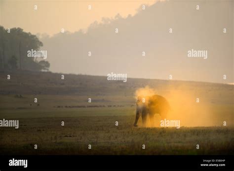 Dust Bath Asian Elephant Stock Photo Alamy