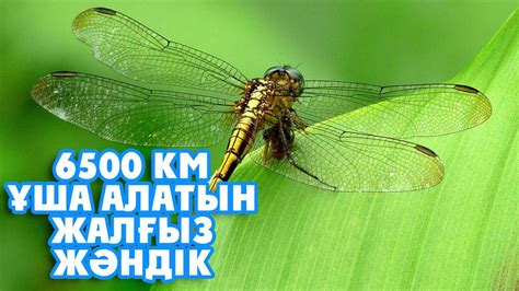 ИНЕЛІК ЖАЙЛЫ ҚЫЗЫҚТЫ МӘЛІМЕТТЕР - YouTube