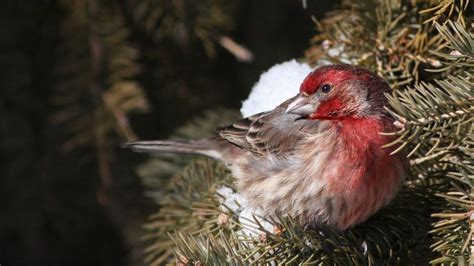 What Do Finches Sound Like Song & Sounds, - SongbirdHub