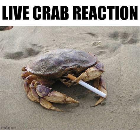 Live Crab Reaction Blank Template Imgflip