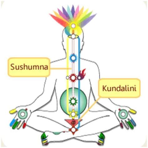 Sushumna Ida And Pingala Nadis Of The Subtle Body Kundalini Yoga