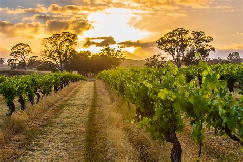 The Ultimate Barossa Valley Wine Tour Australias Oenophile Camino