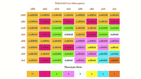 Phenotypic Ratio Definition And Examples Biology Online Dictionary