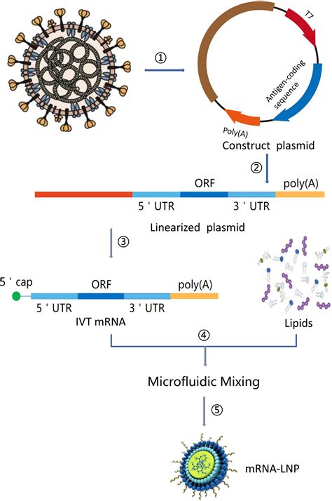 Frontiers Recent Advances In The Molecular Design And Delivery