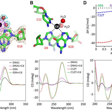 Coordination Of Cd By The Cbl Loop A The F O F C Electron