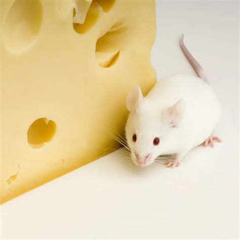 White Mouse — Stock Photo © Lifeonwhite 10861914