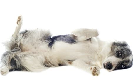 Dog Hernia | Inguinal Hernia in Dogs | What is a Hernia? | PetMD