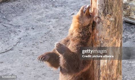 bear scratching stock  high res pictures  images getty